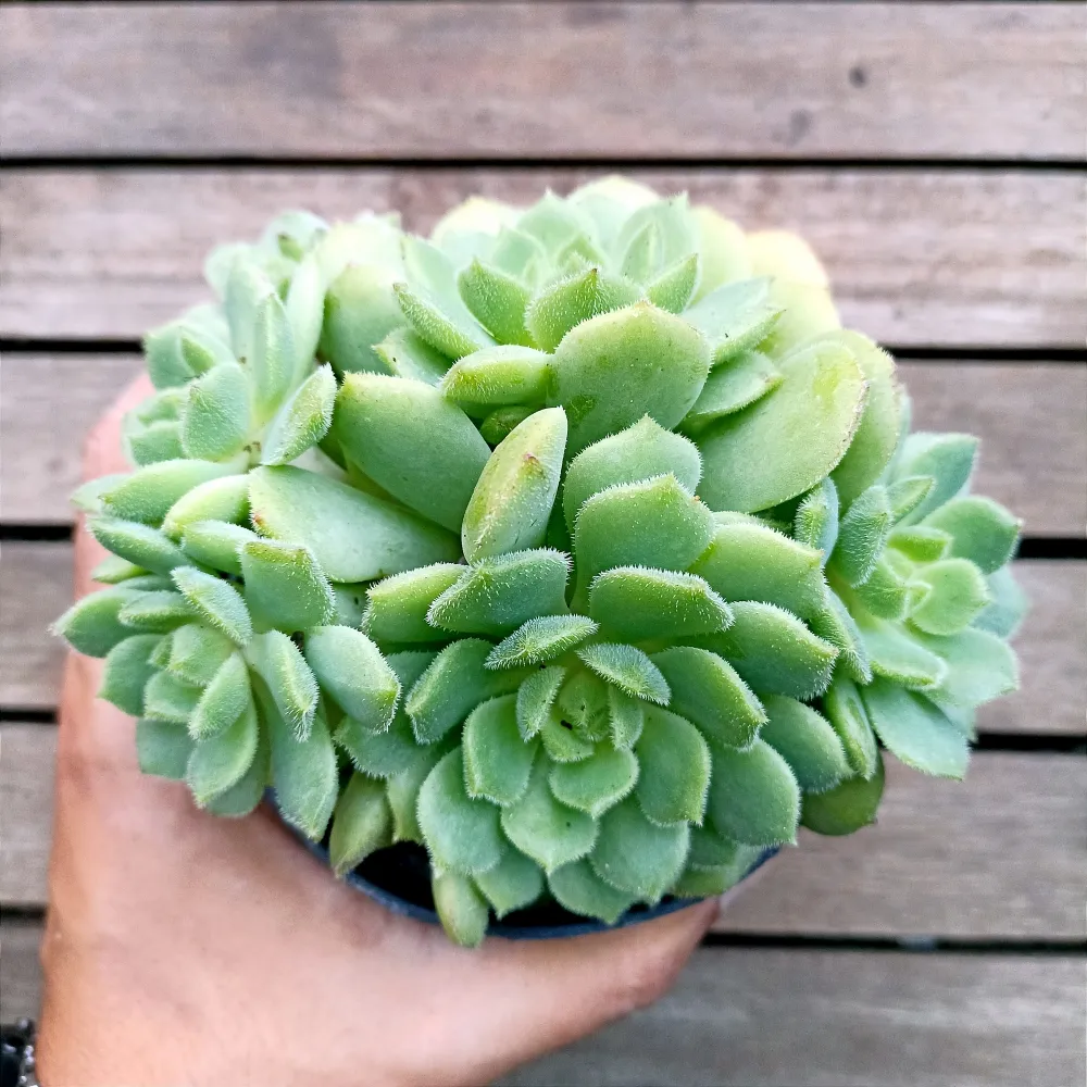 Echeveria 