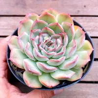 Echeveria 'Shira' (vaso11) - Foto 2