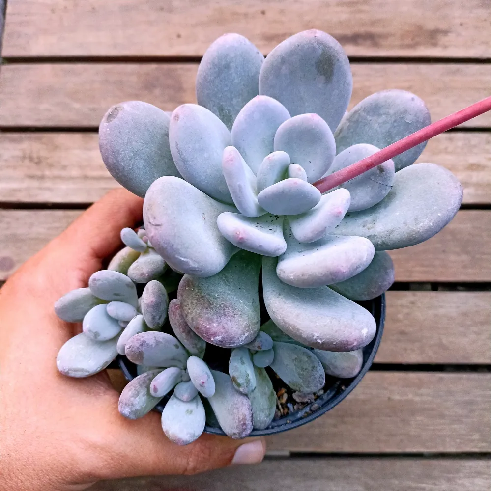 Pachyphytum 