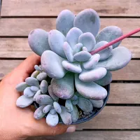 Pachyphytum 'Momobijin' (2 rosetas - vaso11)