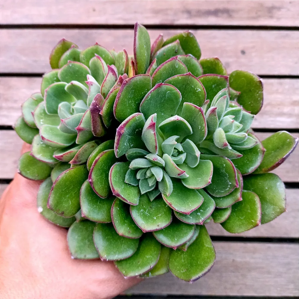 Echeveria 'Joan Daniel' (2 rosetas - vaso11) Imagem