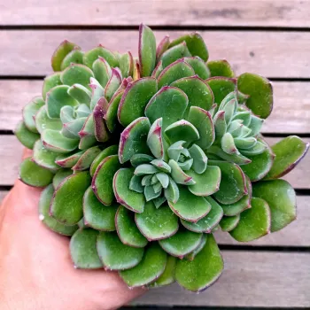 Echeveria 
