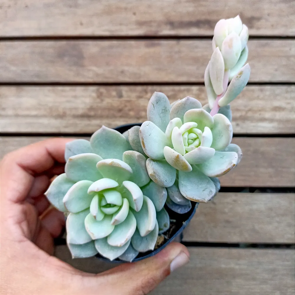 Echeveria 