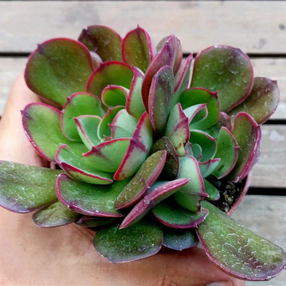 Echeveria 
