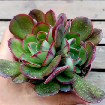 Echeveria 