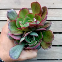 Echeveria 'Rauber' (dupla - vaso11) - Foto 2