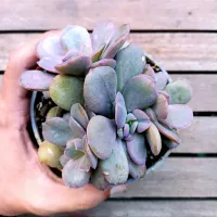Echeveria 'Goiabinha' (colônia - vaso11)