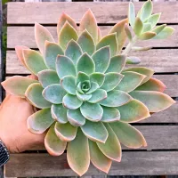 Graptoveria 'Water Lily' (vaso11)