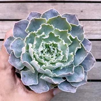 Echeveria shaviana 