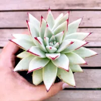 Echeveria agavoides 'Ebony' folhas finas (única - vaso11) - Foto 2