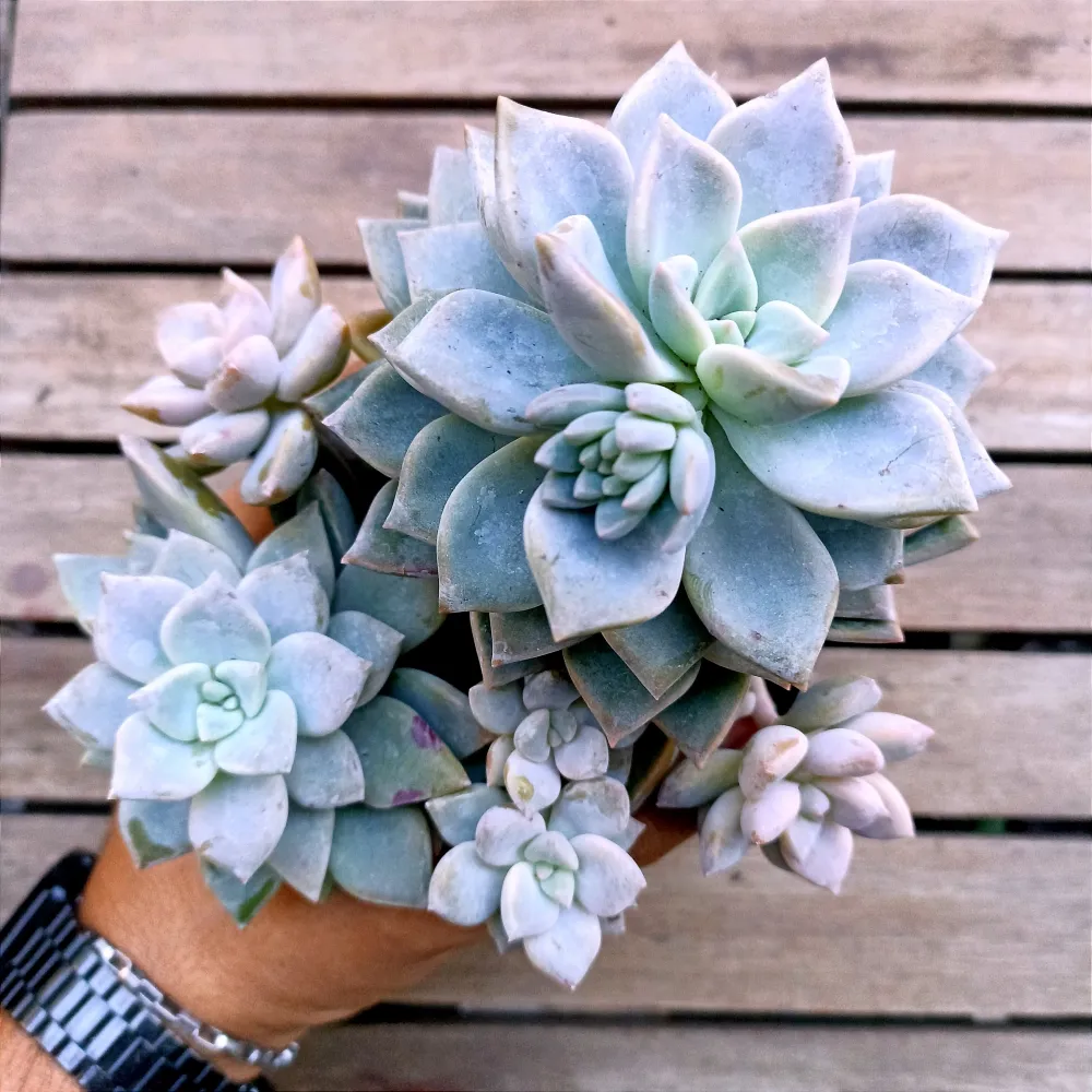 Graptoveria 