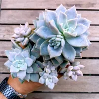Graptoveria 'Blue Song' folha fina (colonia - vaso9)