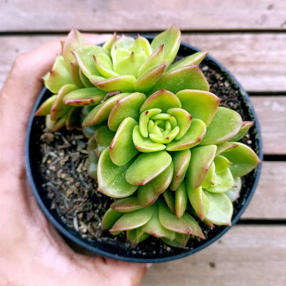 Sedeveria 