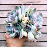 Echeveria 'Hercules' (bouquet - vaso11) - Foto 2