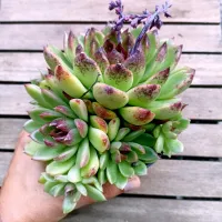 Echeveria agavoides 'Black Queen' (colônia - vaso11)