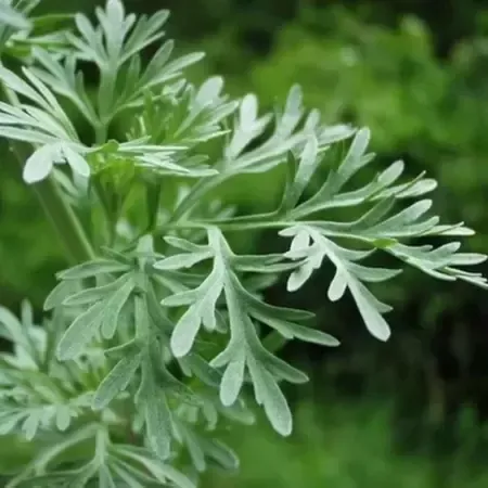 Absinto/Losna (Artemisia absinthium) - 10 sementes para cultivo