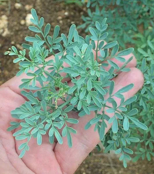 Arruda (Ruta graveolens) - 10 sementes para cultivo Imagem