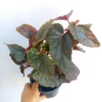 Begônia 'Benigo Pink' (vaso11)