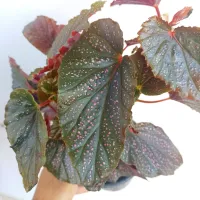 Begônia 'Benigo Pink' (vaso11) - Foto 2