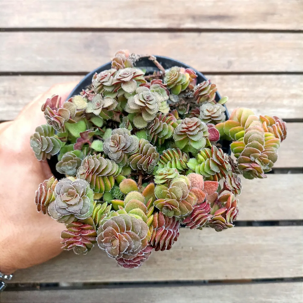 Crassula setulosa (vaso11) Imagem