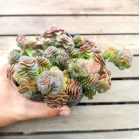 Crassula setulosa (vaso11) - Foto 2