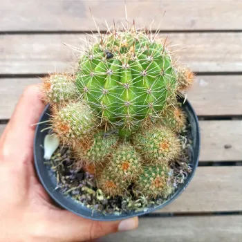 Echinopsis híbrido (cores sortidas - colônia - vaso11) - Foto 2