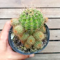 Echinopsis híbrido (cores sortidas - vaso11) - Foto 2