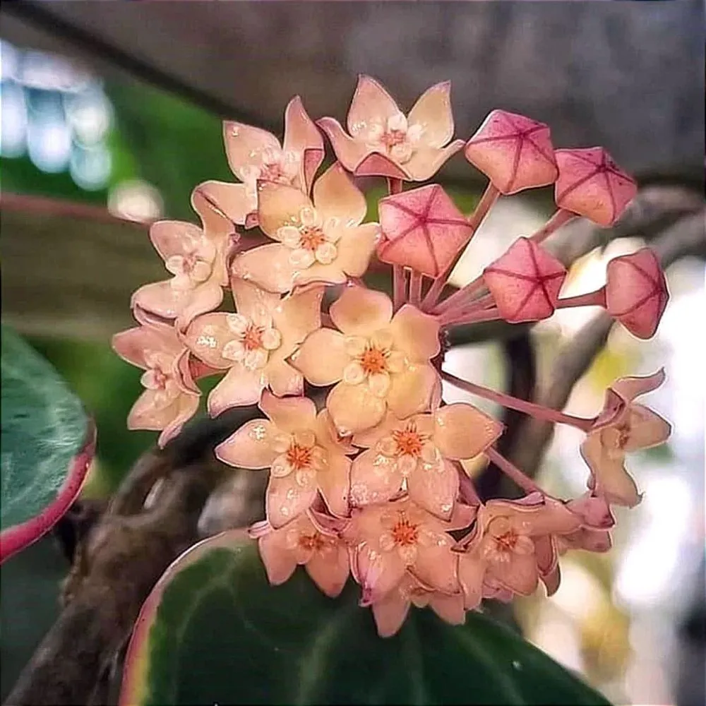 Hoya macrophylla (vaso11)