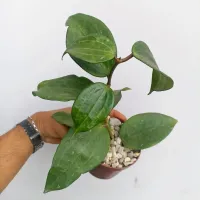 Hoya macrophylla (vaso11) - Foto 2