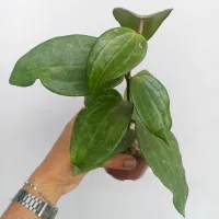 Hoya macrophylla (vaso11) - Foto 3