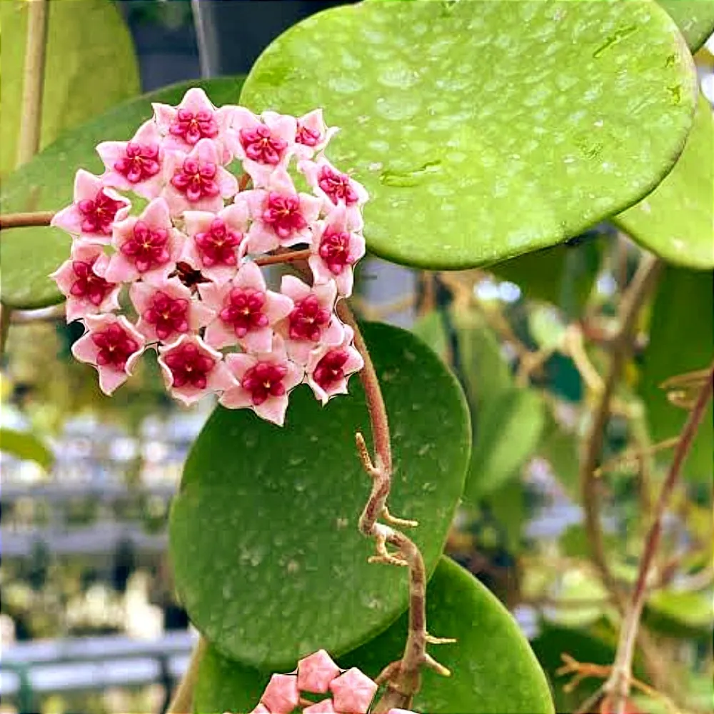 Hoya obovata (vaso11) Imagem