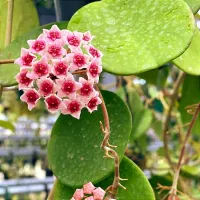 Hoya obovata (vaso11)
