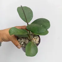 Hoya obovata (vaso11) - Foto 2