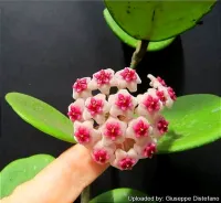 Hoya obovata (vaso11) - Foto 3
