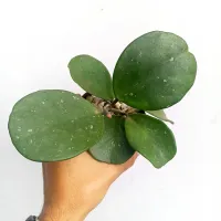 Hoya obovata (vaso11) - Foto 4