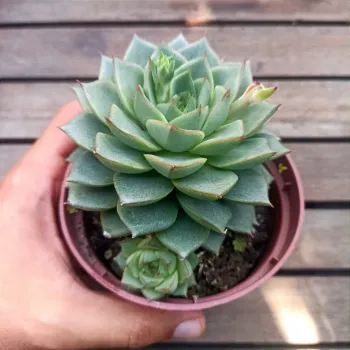 Echeveria 