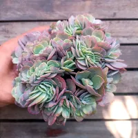 Echeveria 'Curls' cristata (vaso11)