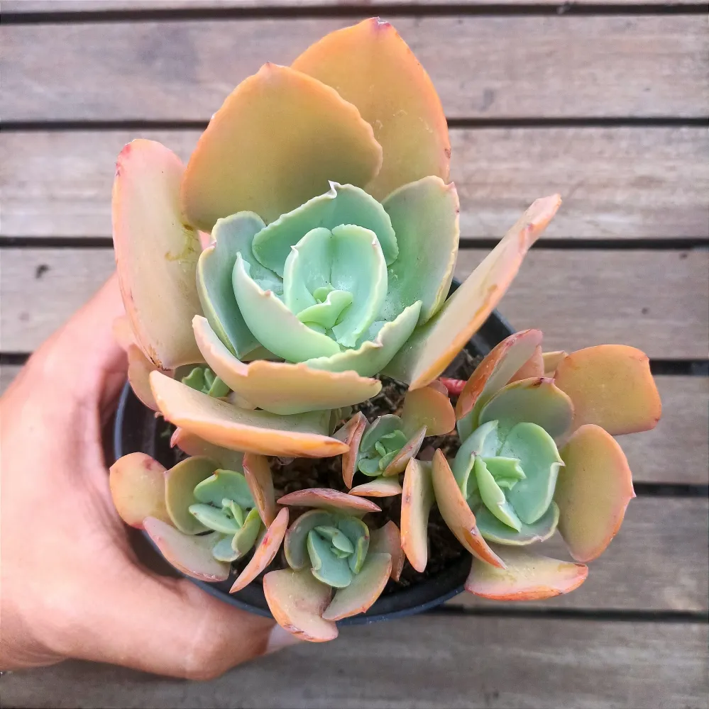 Echeveria gibbiflora híbrida 