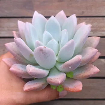 Graptoveria 'Opalina' (híbrida EUA - vaso11) - Foto 2