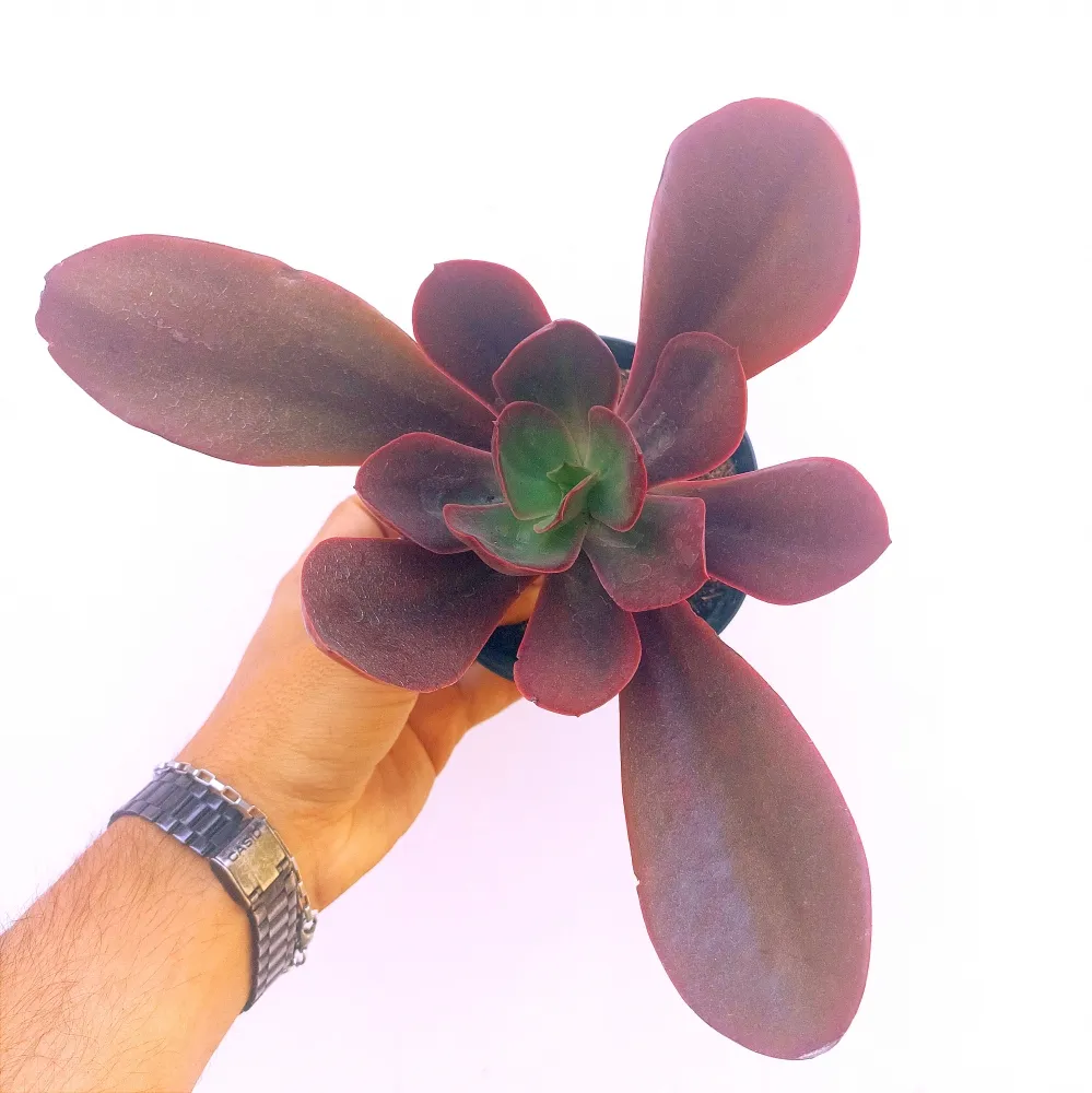 Echeveria gibbiflora híbrida 