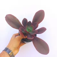 Echeveria gibbiflora híbrida 'Mahogany x Hanaikada' (vaso11) - Foto 2