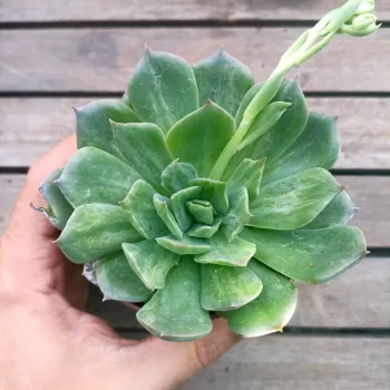 Echeveria 