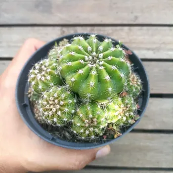 Echinopsis oxygona (colônia - vaso9) - Foto 2