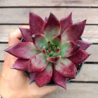 Echeveria agavoides 'Atlas' ('Romeo Rubin' - vaso11)