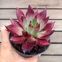 Echeveria agavoides 'Atlas' ('Romeo Rubin' - vaso11) - Foto 2