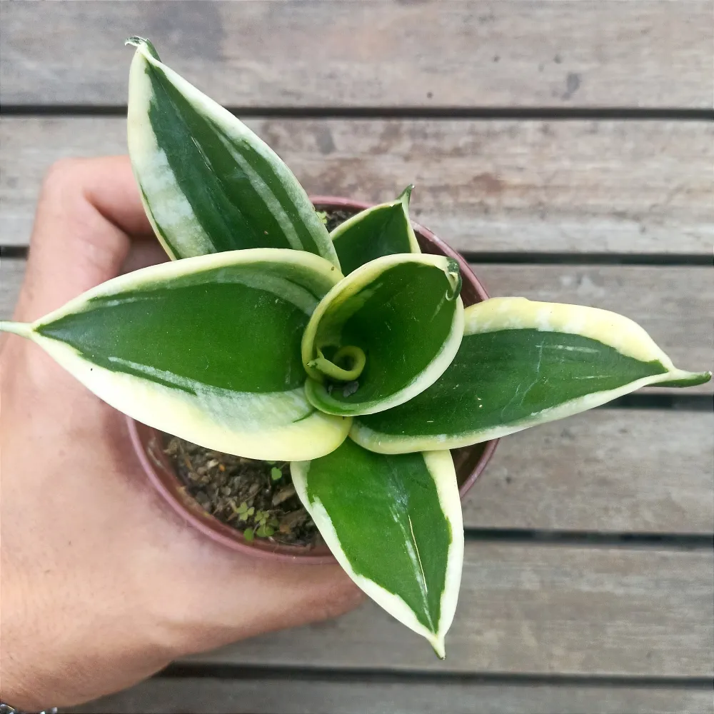 Sansevieria 