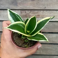 Sansevieria 'Black Gold' (vaso9) - Foto 2