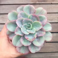 Echeveria 'Goiabinha' G (vaso11)