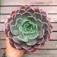 Echeveria 'Marrom' (vaso11)