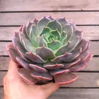 Echeveria 'Marrom' (vaso11) - Foto 2